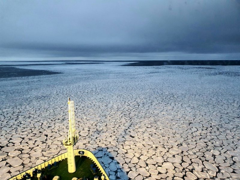 Арктические «блины» встречаются в Северном Ледовитом океане