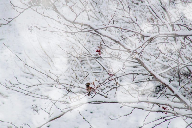 Половина месячной нормы снега выпала ночью в Мурманске