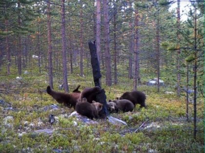 Самок медведей больше, чем самцов в заповеднике «Пасвик»