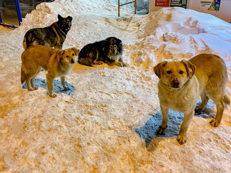 Пожаловаться на агрессивных бездомных собак можно в чат-бот Мурманской области