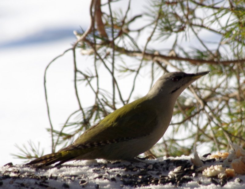 Седой дятел: редкая птица поселилась в Кандалакше
