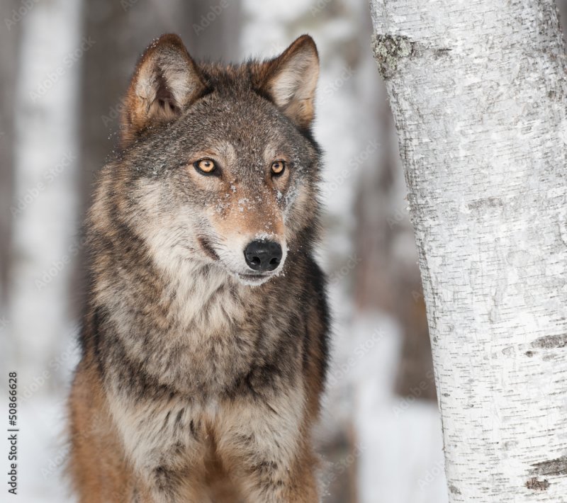 Впервые волк попал в фотоловушку «Пасвика»