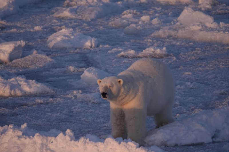 За гало белый медведь наблюдал вместе с экипажем ледокола в Арктике