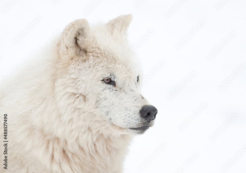 Полярные волки удирали от ледокола в Арктике