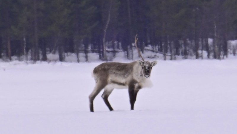 Однорогий олень позировал в Лапландском заповеднике
