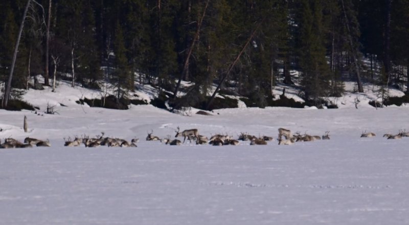 Релаксируют дикие олени на берегу озера в Лапландском заповеднике