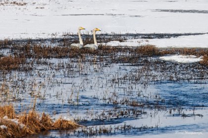 Журавли и лебеди прилетели в Мурманскую область