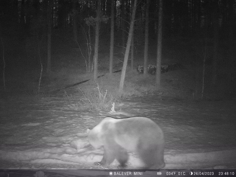 Проснулись медведи в Лапландском заповеднике