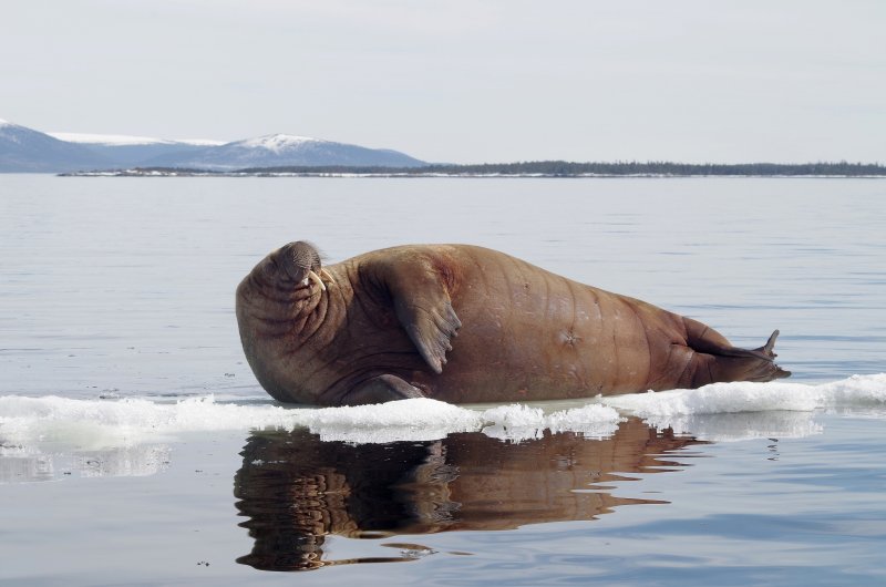 Зачастили моржи на берег Белого моря в Кандалакше