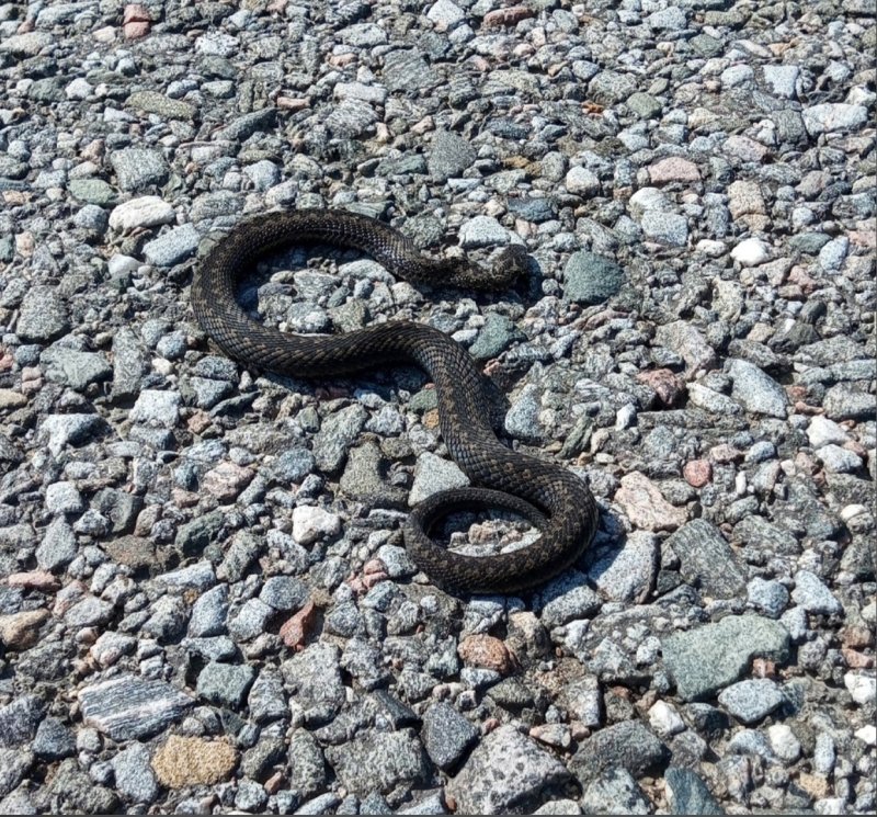 Змеи выползли из убежищ на юге Мурманской области