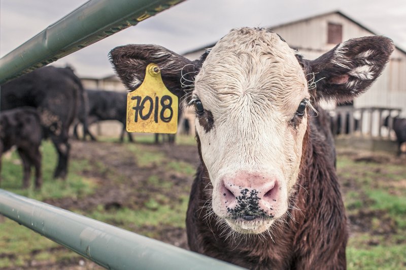 Умирать из-за антисанитарии начали коровы на ферме в Кольском районе