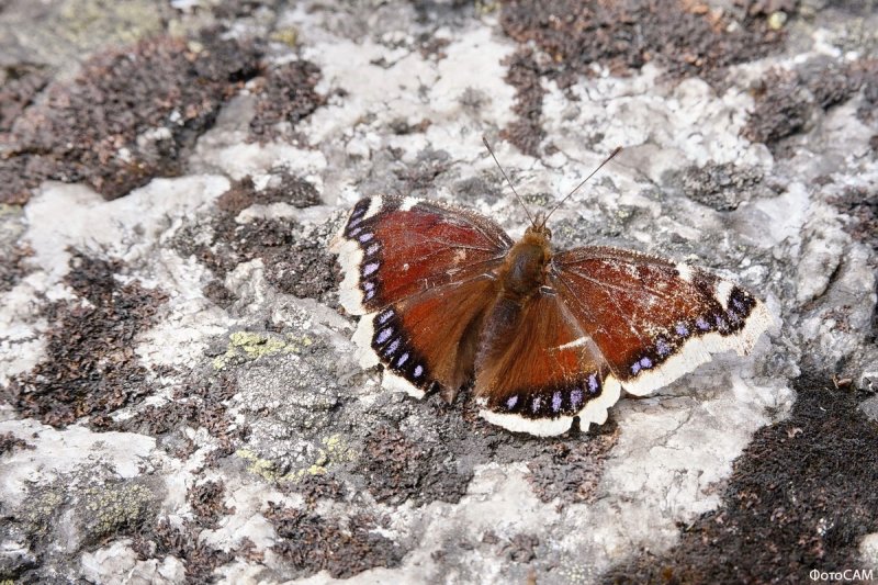 Краснокнижную бабочку запечатлел мурманский фотограф
