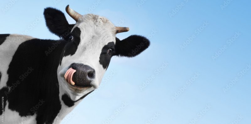 Условия содержания коров сельхозпредприятия проверила прокуратура в Кольском районе