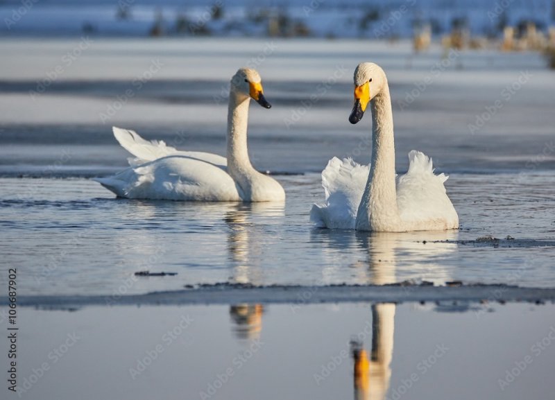 Третий лишний: лебеди дрались из-за любви в Лапландском заповеднике