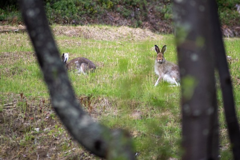 Осмелели зайцы в Лапландском заповеднике