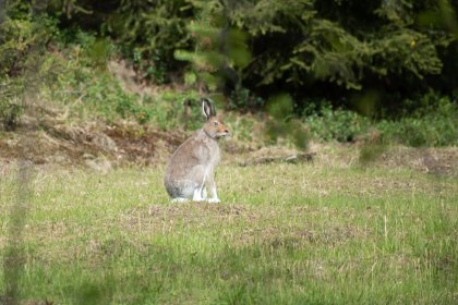 Осмелели зайцы в Лапландском заповеднике