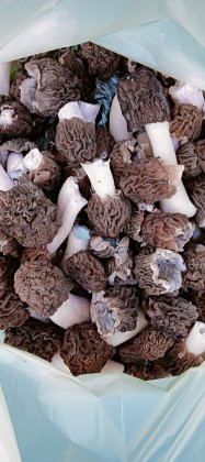 Уже собирают грибы в Мурманской области