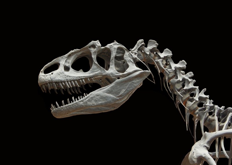 Динозавра нашли в Териберке