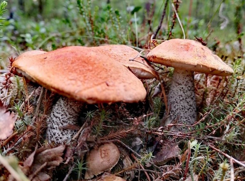 Поспела морошка и «полезли» грибы в лесах Мурманской области