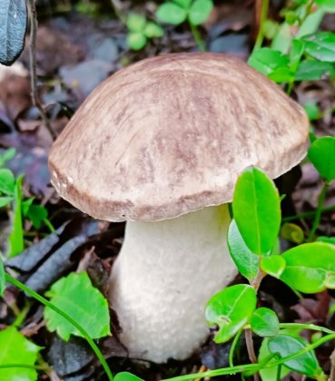 Поспела морошка и «полезли» грибы в лесах Мурманской области