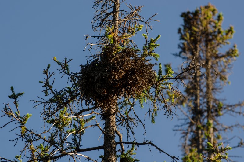 «Ведьмины метлы» можно встретить в лесах Мурманской области