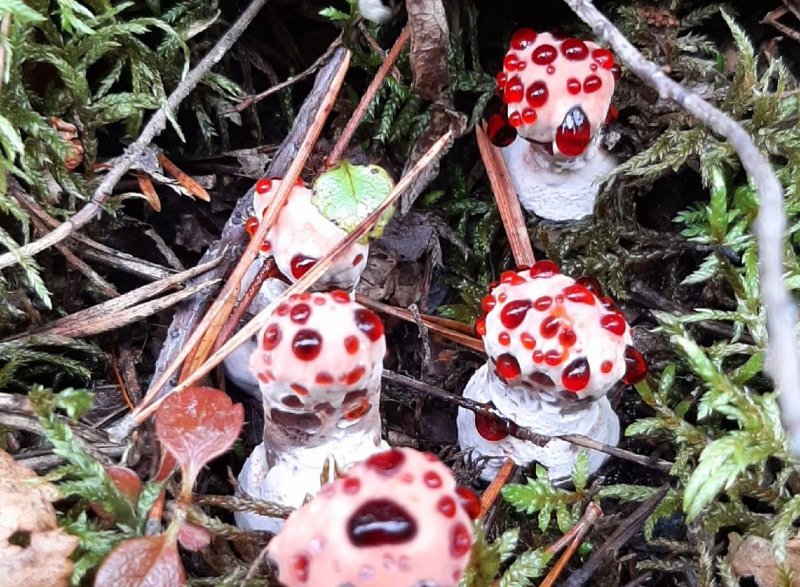 Дьявольские грибы заманивают северян в лесах Терского района