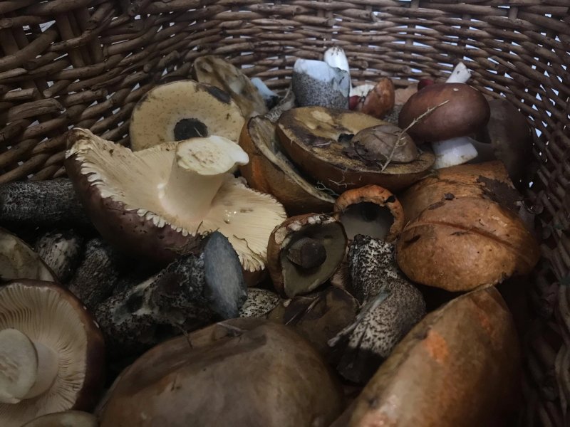 Кому нельзя есть мурманские грибы — рассказала врач-гастроэнтеролог