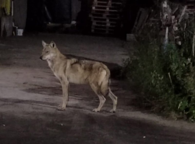Волк бегает возле населенного пункта в Печенгском округе