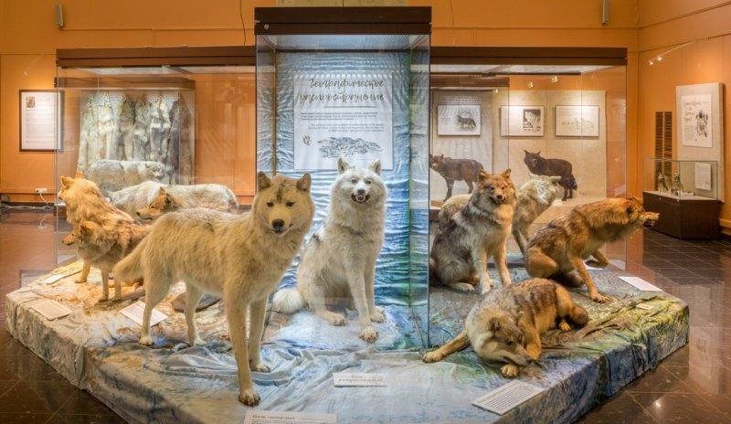 Выставка Дарвиновского музея приехала в Мурманск