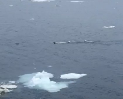Семья медведей устроила заплыв в Карском море Семья медведей устроила заплыв в Карском море