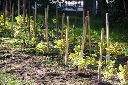 «Зеленый рекорд»: шесть тысяч растений высадили в Мурманске