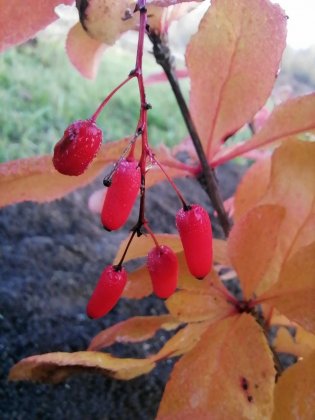 Впервые поспели ягоды барбариса в ботаническом саду «Пасвика» в Раякоски