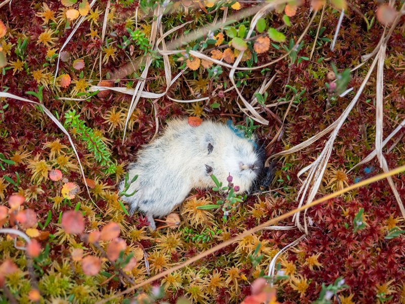 Десятки мертвых леммингов заметили туристы в Лапландском заповеднике