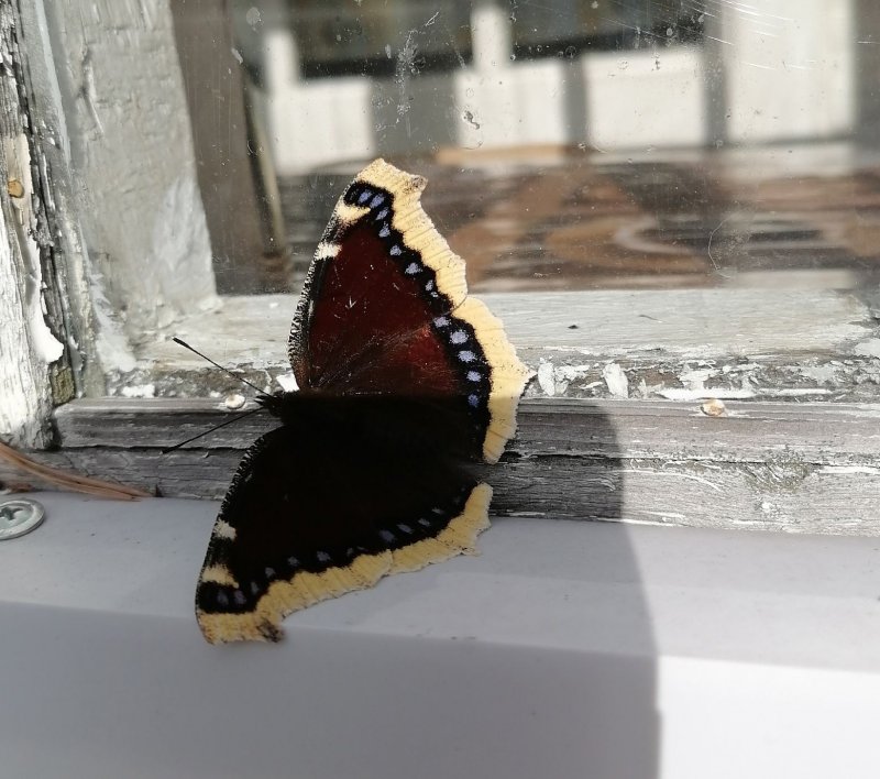 «Последний привет от лета»: бабочку-траурницу заметили в Заполярье
