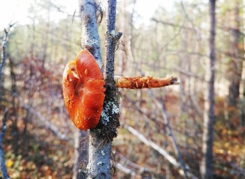 Белки «сушат» грибы на деревьях в Мурманской области