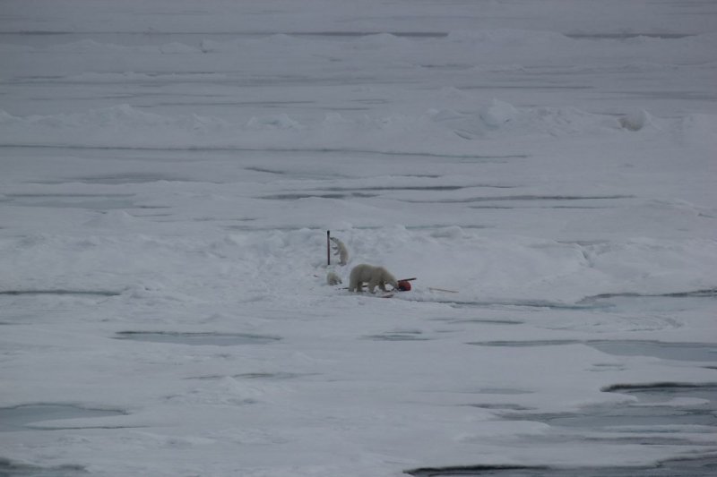 Устроили погром в научном лагере белые медведи в Арктике