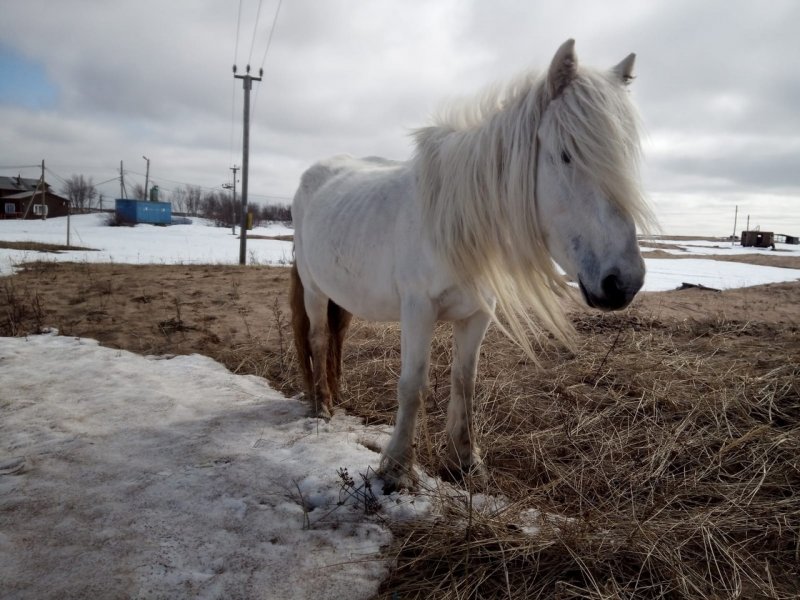 Обеспечить содержание диких лошадей в Кузомени суд обязал мэрию Варзуги