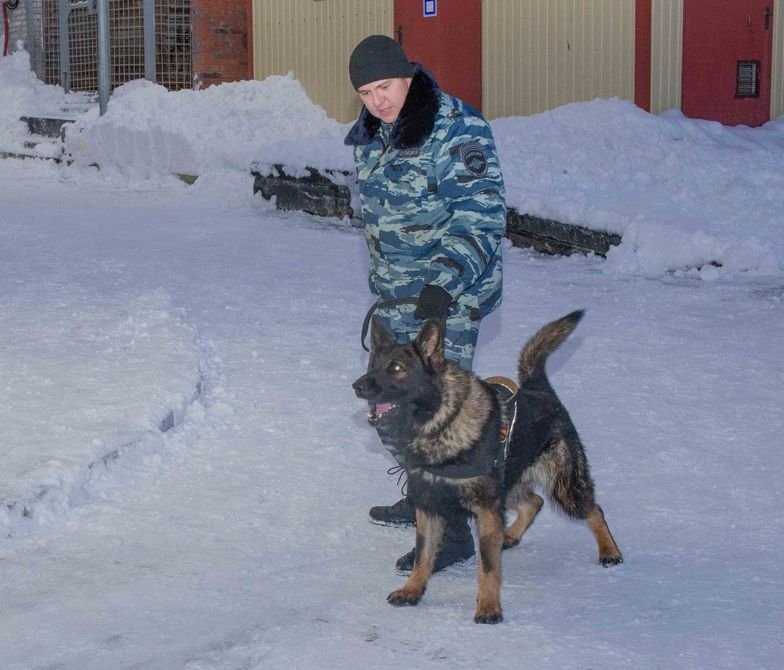 Служебный пес Ярл снова помог поймать преступников в Мурманске
