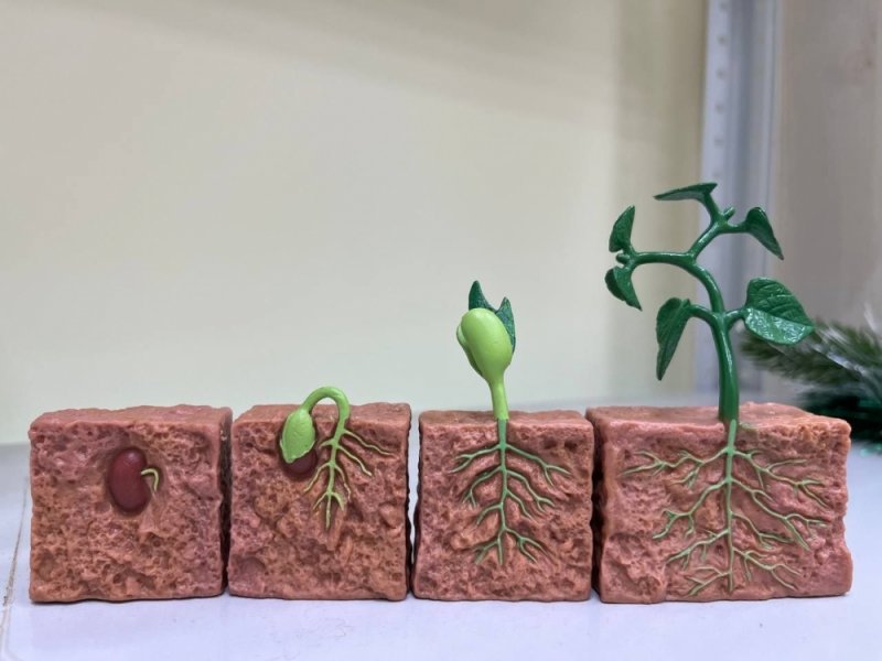 Как выращивать микрозелень - готовы рассказать в мурманской библиотеке