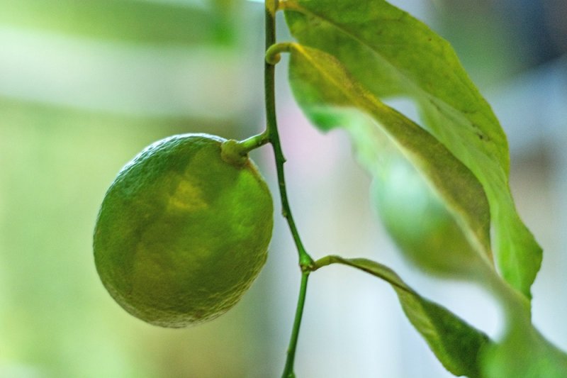 Туристы украли почти все плоды с лимонного дерева в Ботаническом саду Кировска