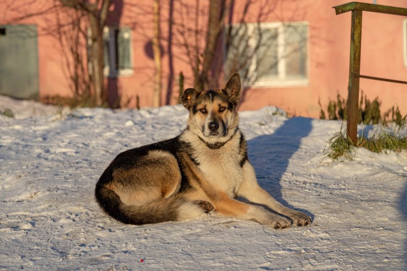 Площадки для выгула собак построят в Ревде и Ловозере