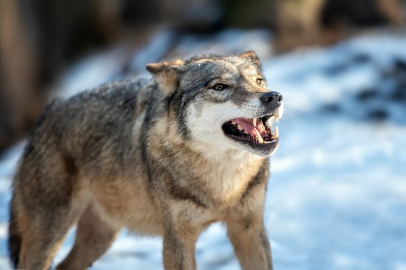 Волки нападают на домашних собак в Ковдорском округе