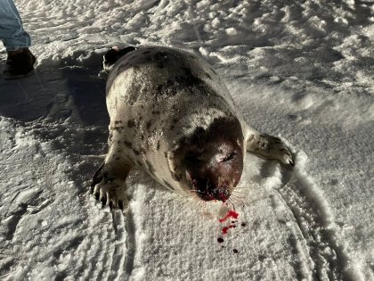 Окровавленного тюленя нашли на дороге в Кандалакше