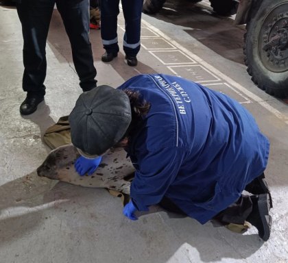 Раненому тюленю помогли ветеринары и отвезли на побережье Белого моря