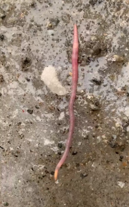 Дождевые черви ползают по снегу в Апатитах