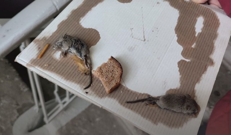 Мыши падают с потолка на жильцов дома в Мурманске