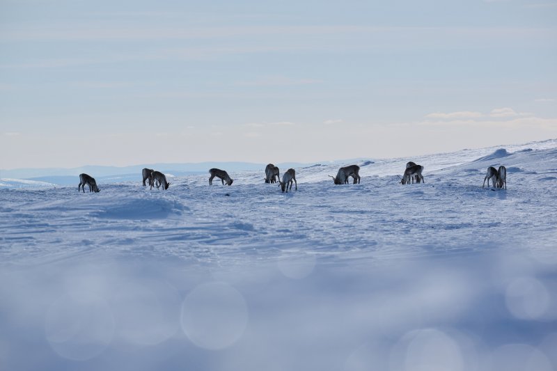 Достают ягель с метровой глубины снега олени в Лапландском заповеднике