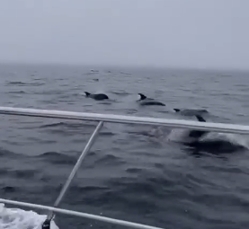 Дельфины на смену косаткам заплыли в бухту Териберки