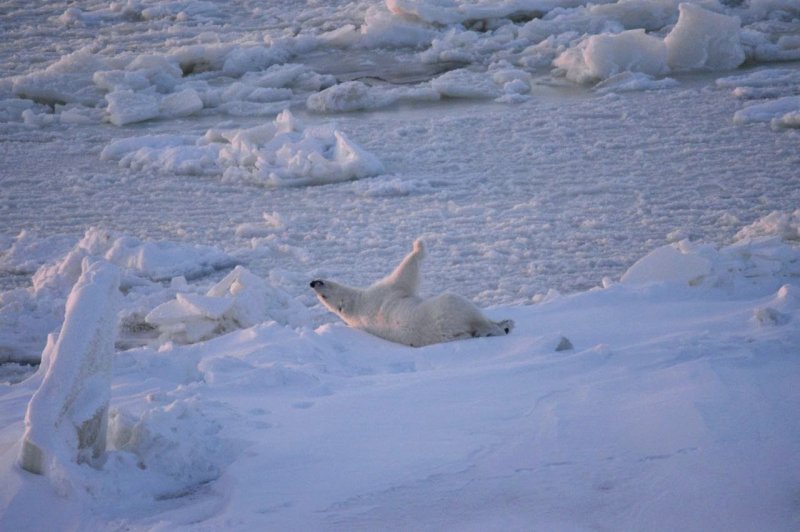 Грацию показали белые медведи в Арктике