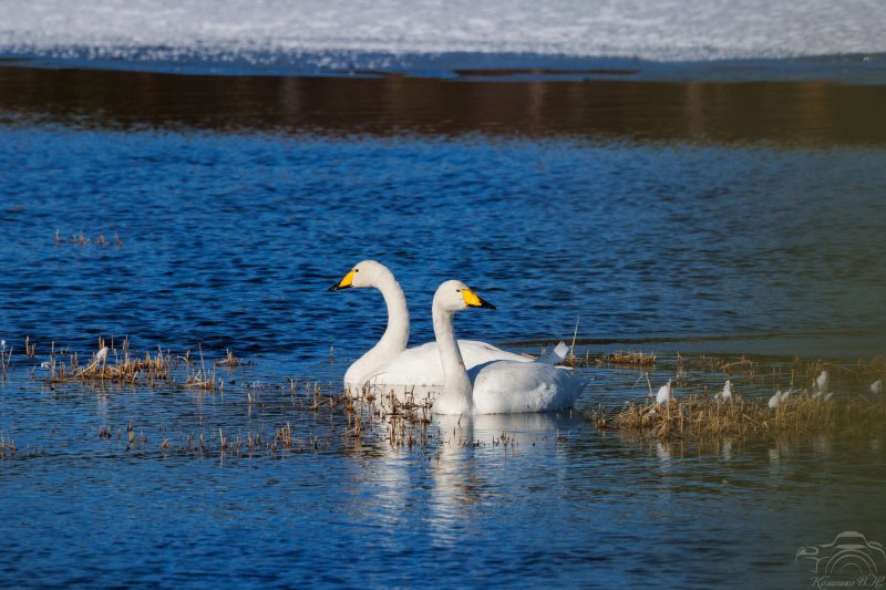 Лютые морозы пережила пара лебедей в Полярных Зорях